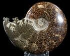 Cleoniceras Ammonite Fossil - Madagascar #39491-1